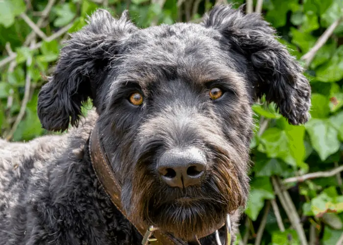 7 Adorable Dogs that Look Like Ewoks 7 Bouvier Des Flandres close up