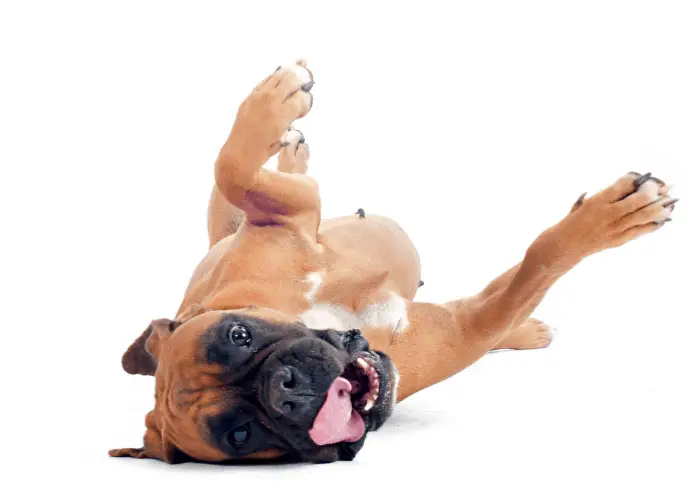 Boxer dog rolling on white background