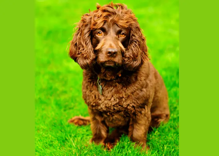 43 Popular United States Dog Breeds 22 Boykin Spaniel sitting on the lawn