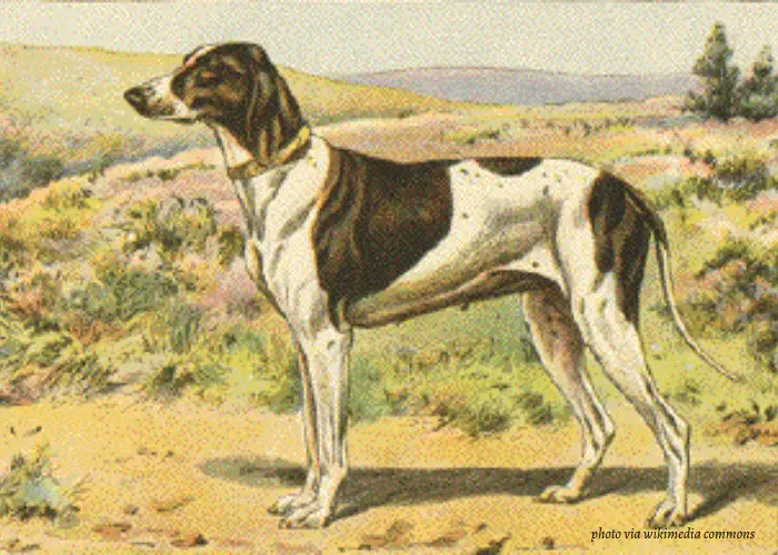 French Dog Breeds 19 Braque Dupuy vintage photo