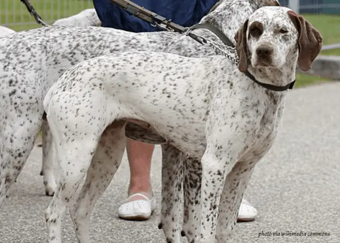 Braque du Bourbonnais dog on dog show