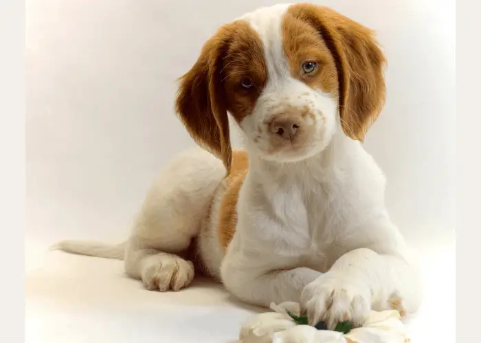French Dog Breeds 24 Brittany Dog playing with chew toys