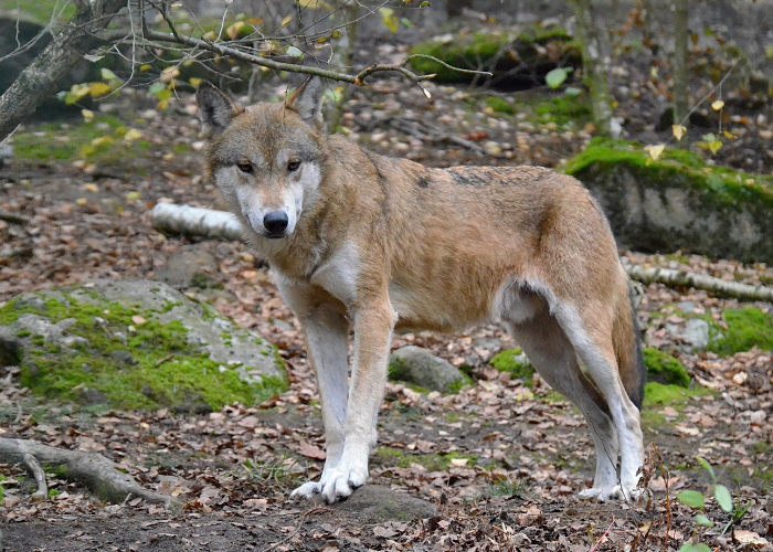 Brown wolf in the forest