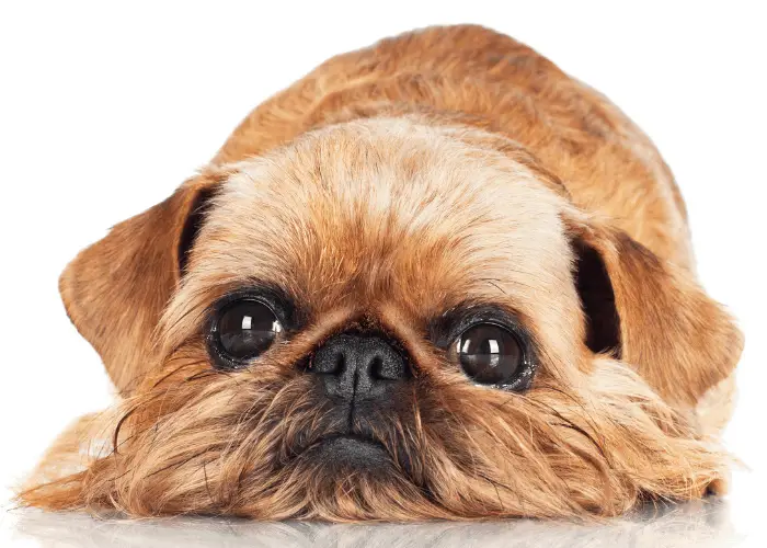 Brussels Griffon information 3 Brussels Griffon lying on the ground