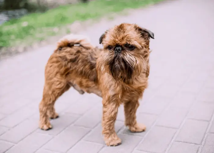 Brussels Griffon information 4 Brussels Griffon standing on the cemented ground