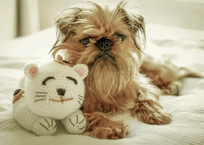 Brussels Griffon information 5 Brussels Griffon with a cat toy