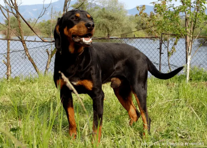 3 BULGARIAN DOG BREEDS: Lovelier Than Bulgarian Roses 5 Bulgarian Scenthound standing on the grass near the lake