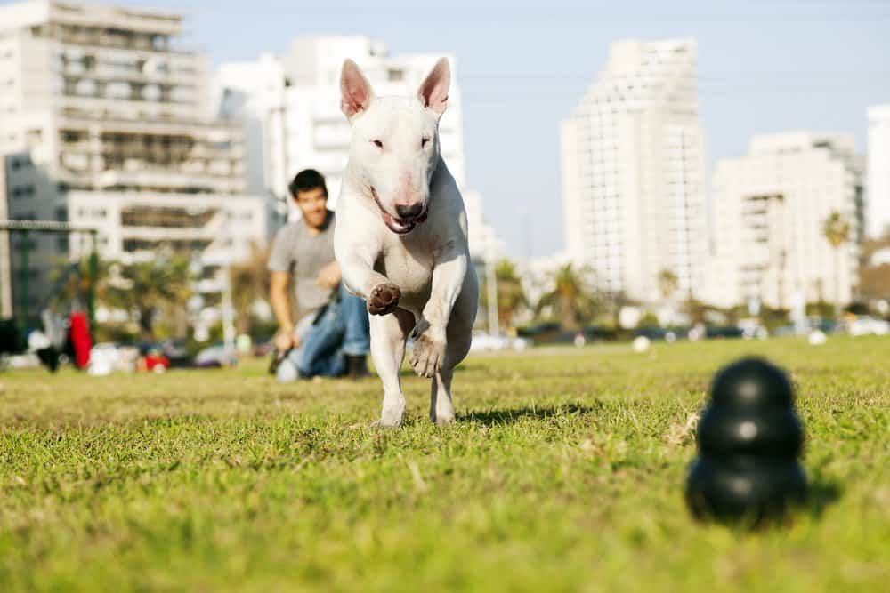 Bull Terrier Running for Chew Toy at the Park