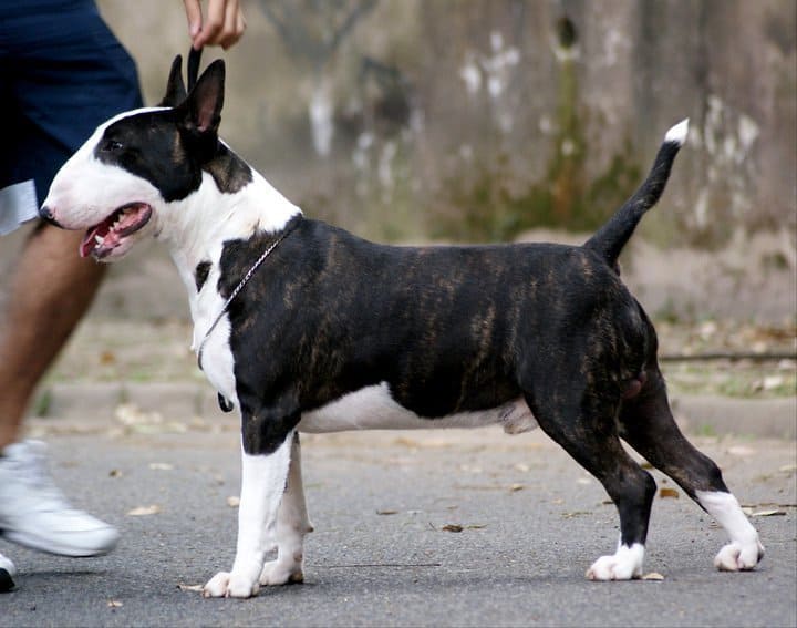 Are Bull Terriers Aggressive or Dangerous? 1