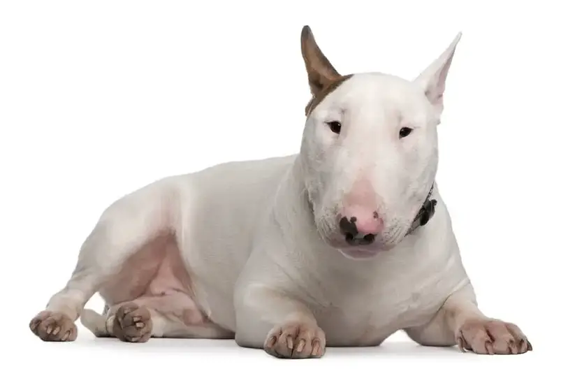 how to train your english bull terrier puppy