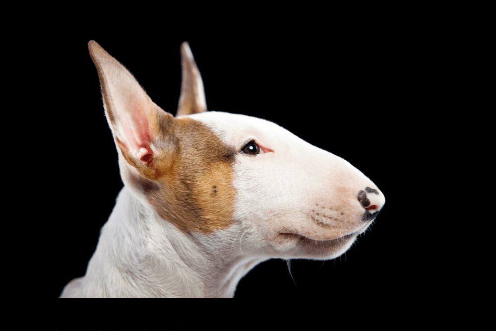 Bull Terrier temperament image