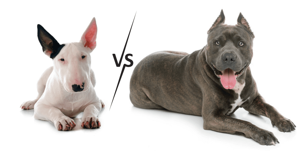 Bull Terrier vs Pitbull Comparison image