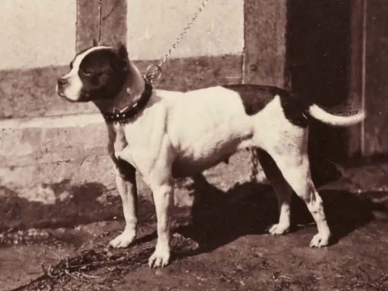 American Pit Bull Terrier Complete Information 6 Bull and Terrier dog breed image taken in Paris in1863