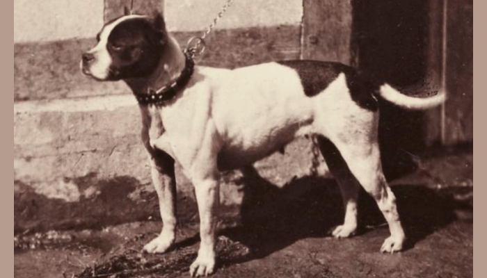 Bull and terrier breed 1863