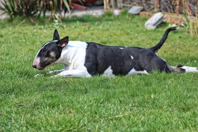 Bull terrier lying on the lawn