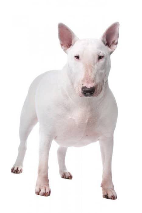 why bull terriers are dangerous