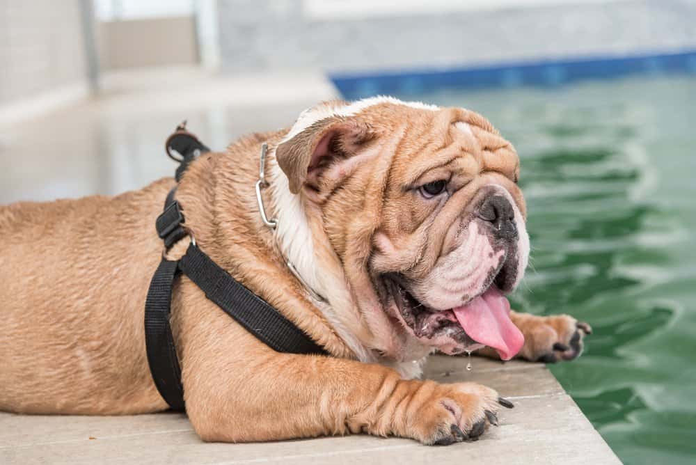 Bulldog lying by a swimming pool