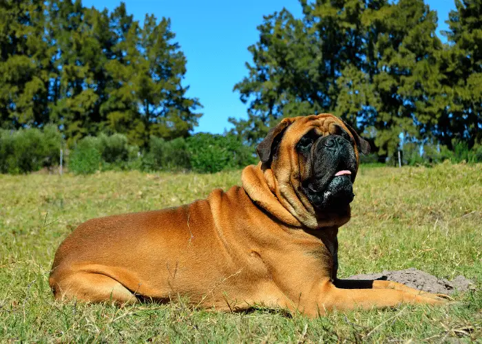 65 British Dog Breeds 10 Bullmastiff in the park