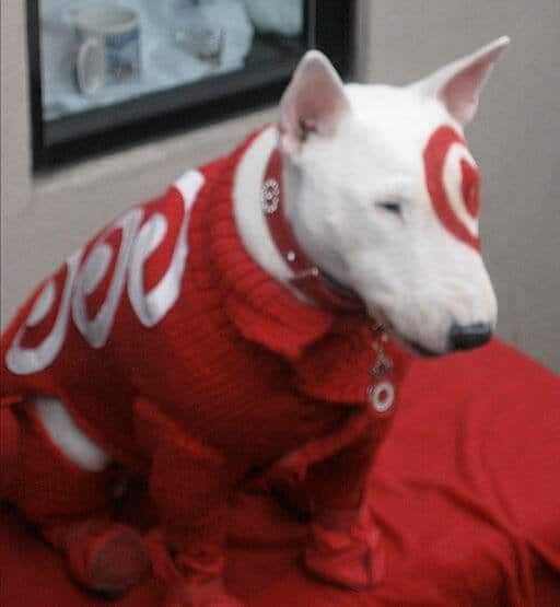 Are Bull Terriers Affectionate? 5 Bullseye, the official mascot of Target Corporation