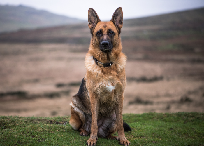 21 Dogs That Look Like German Shepherds: The K9 Doppelgängers 21 Byelorussian Shepherd on a hill