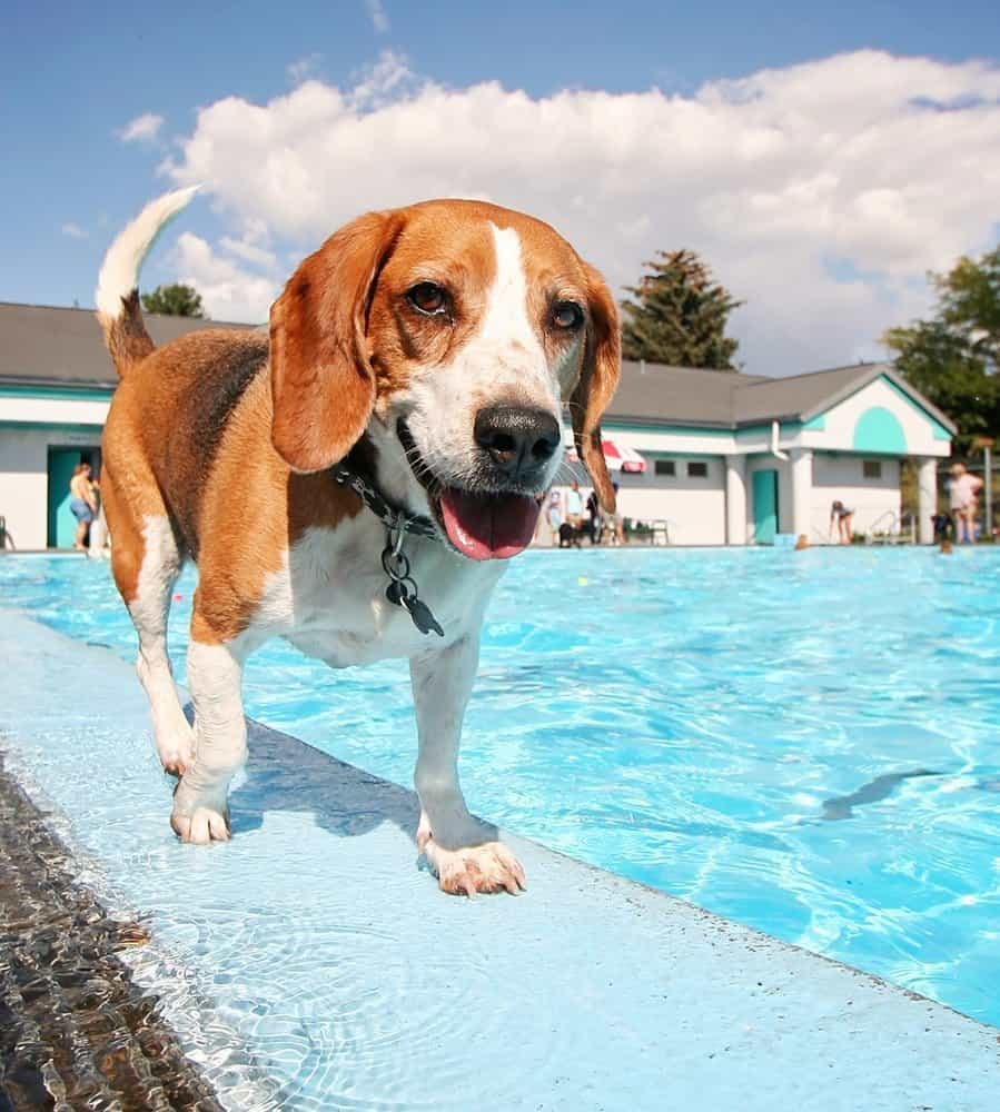 Can Beagles Swim image