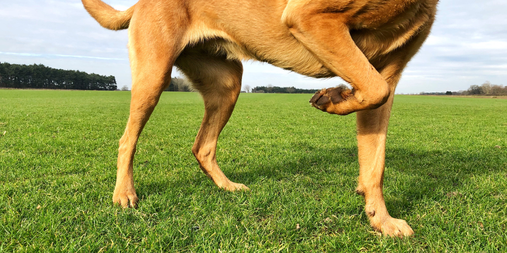 Can Dogs' Legs Fall Asleep article featured image