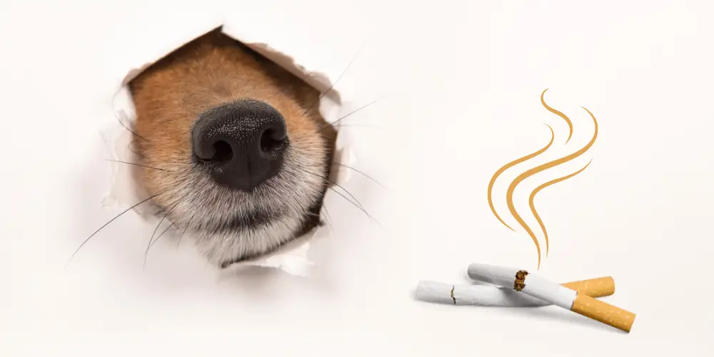 Can Drug Dogs Smell Nicotine? [ Sniffing Out the Facts! ]