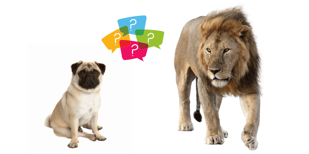 Can Pugs Take Down Lions featured image