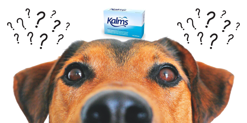 Can You Give Kalms to Dogs article featured image