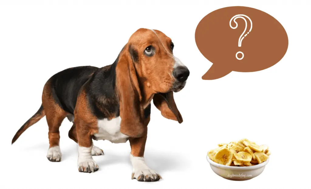 Can Dogs Eat Banana Chips Safely (Or Will They Go Bananas?)