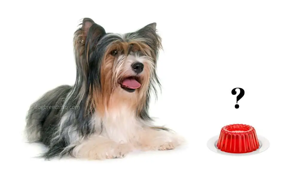 Can dogs eat jelly illustration