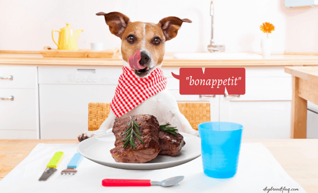Can Dogs Eat Steak? ( Raw or Cooked ) 1 Can dogs eat steak photo illustration