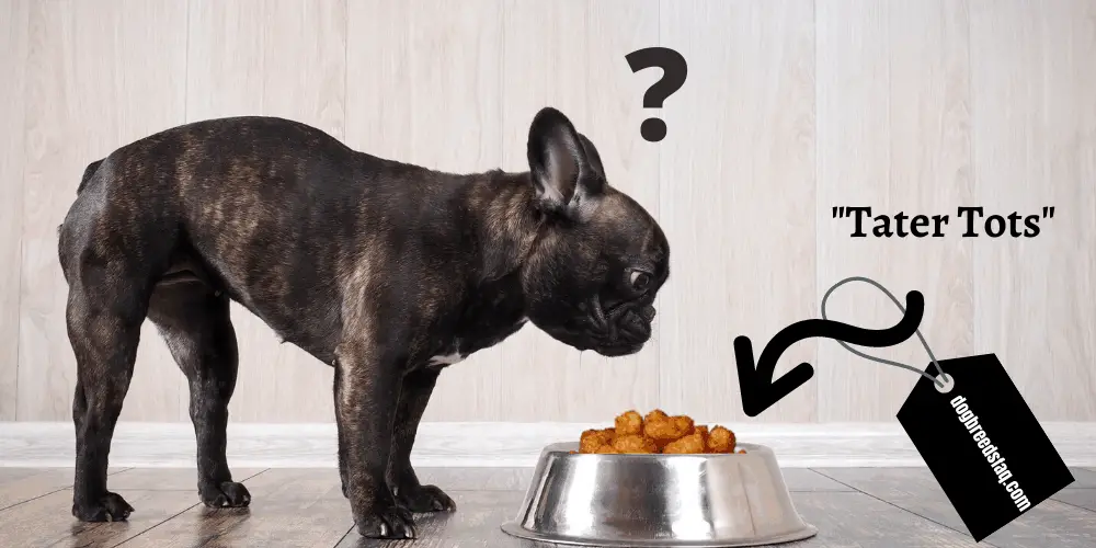 Can dogs eat tater tots featuredimage