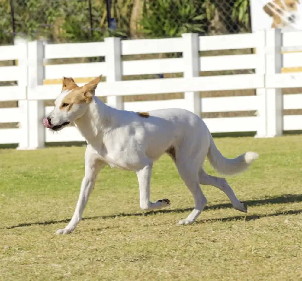 93 Adorable Asian Dog Breeds You Will Fall In Love With 21 Canaan Dog walking on the grass