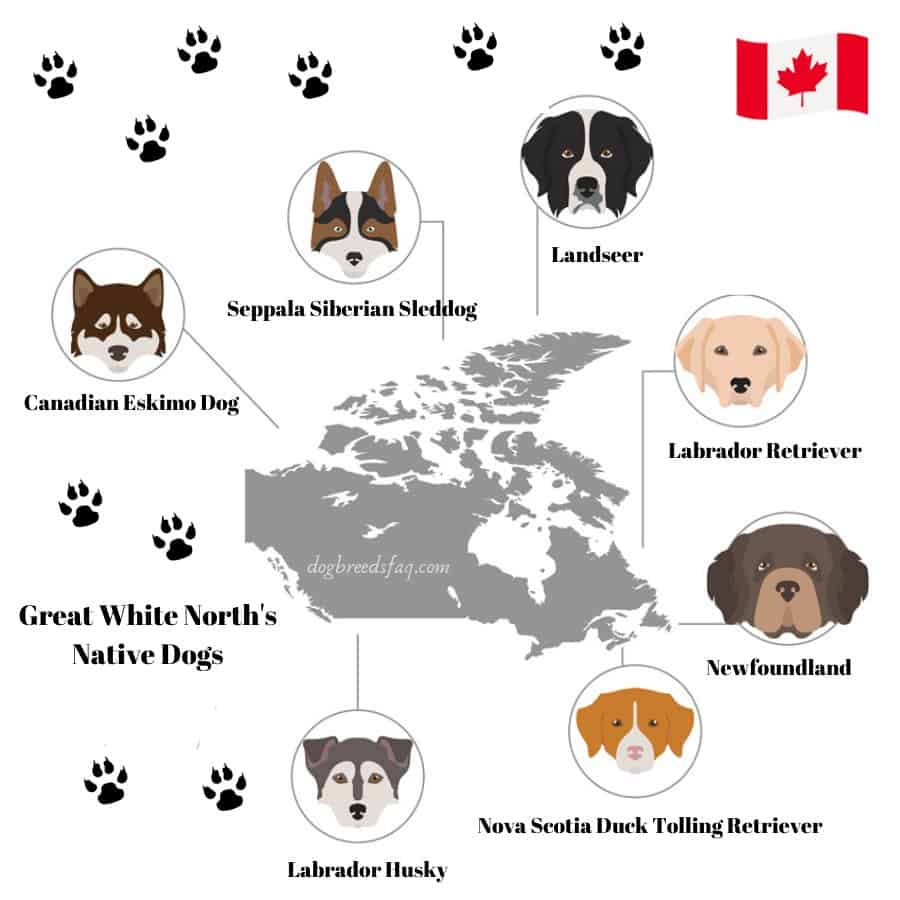 Canadian Dog Breeds infographic