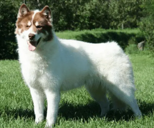 Canadian Eskimo Dog standing on the lawn