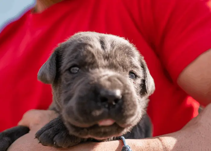 Cane Corso puppy being carried by the man in red