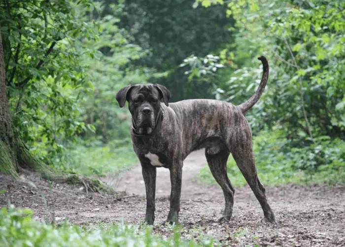 Cane corso in the woods