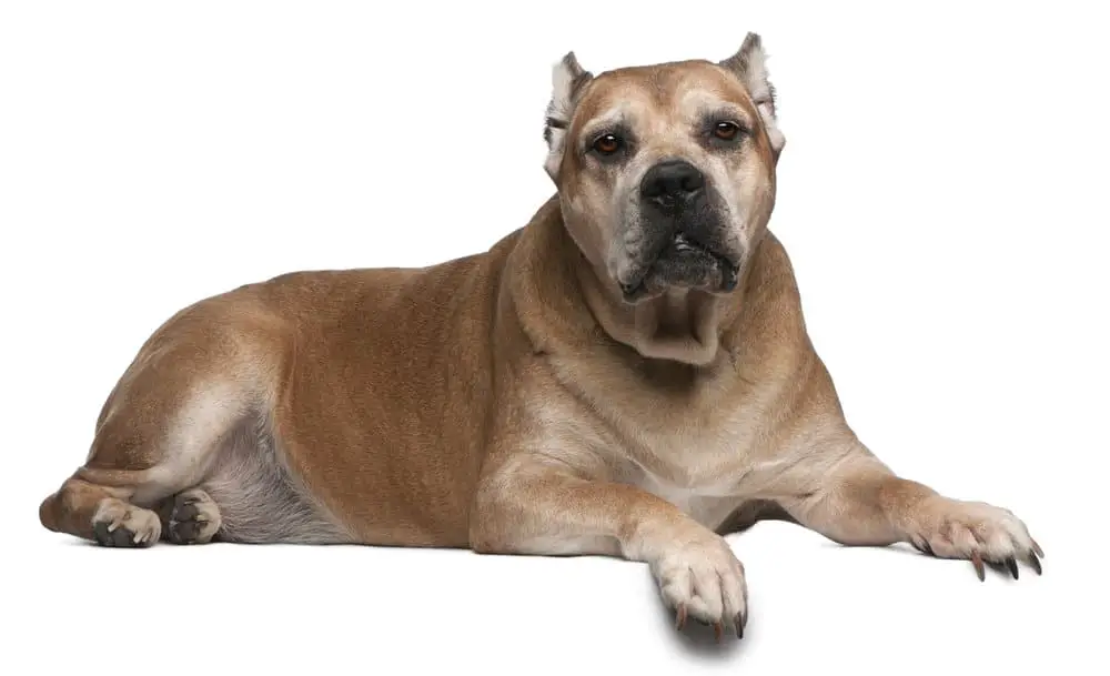 Cane corso lying on a white background