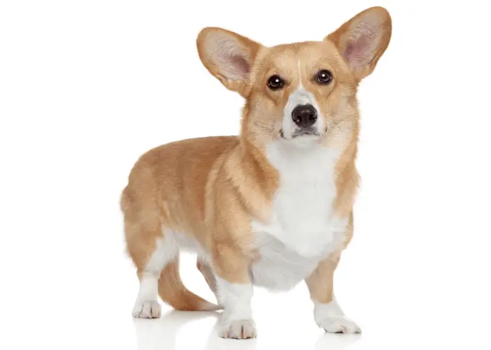 13 Smartest Small Dogs- Small But Terribly Intelligent 6 Cardigan Welsh Corgi photographed against a white background