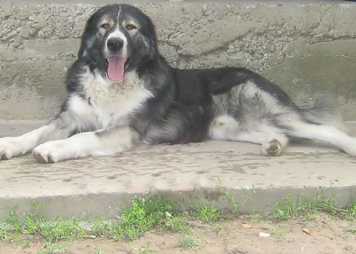 21 Dogs That Look Like German Shepherds: The K9 Doppelgängers 19 Carpathian Shepherd Dog resting on a cemented ground