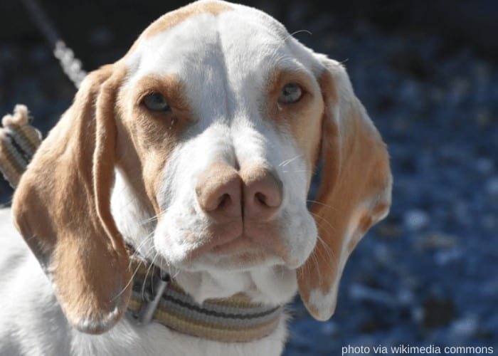 Catalburun dog with striped collar