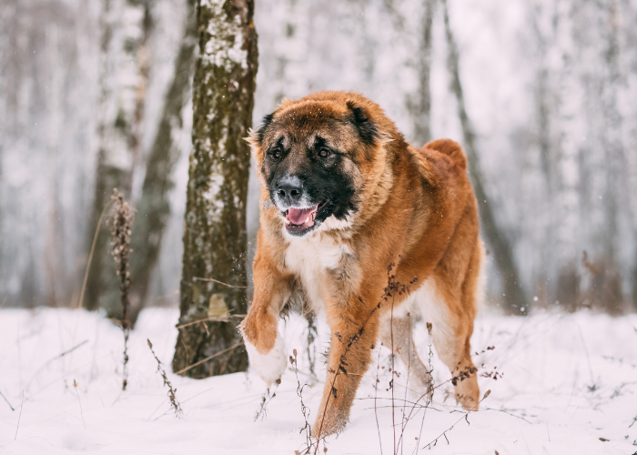 Caucasian Ovcharka in the snow
