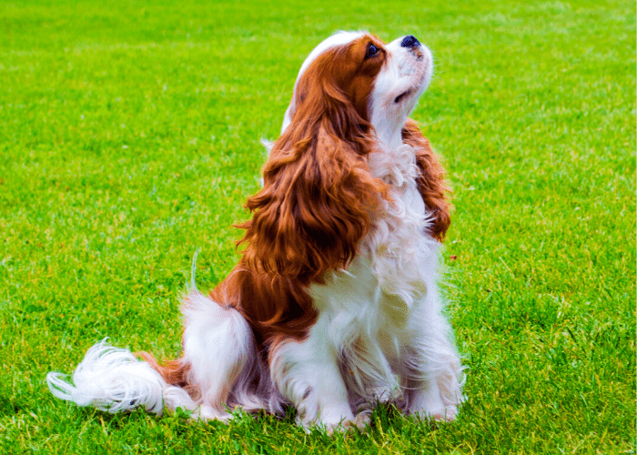 Cavalier King Charles Spaniel on the green lawn