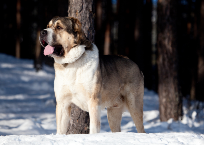 Central Asian Ovcharka in the snow