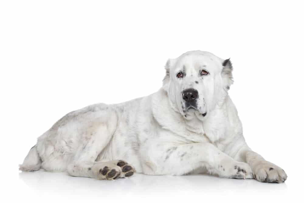 93 Adorable Asian Dog Breeds You Will Fall In Love With 14 Central Asian Shepherd Dog on white background