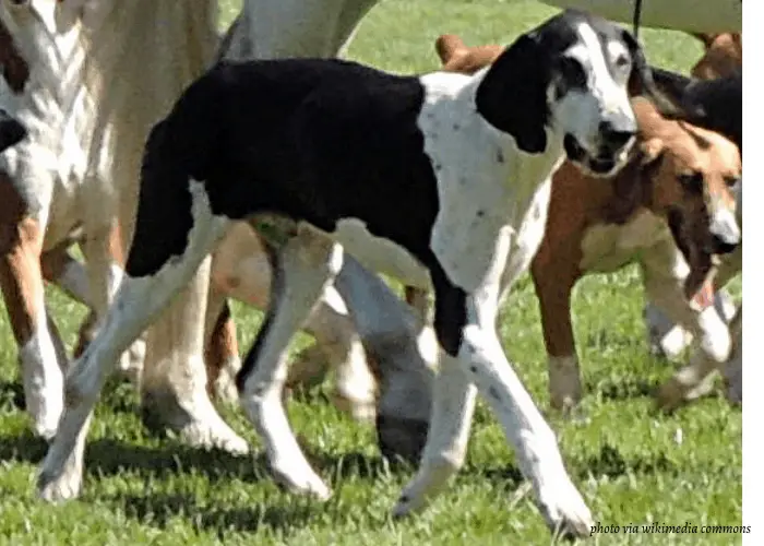 French Dog Breeds 25 Chien Francais Blanc et Noir with other dogs on the farm