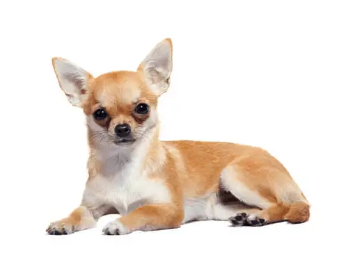 Chihuahua lying on white background