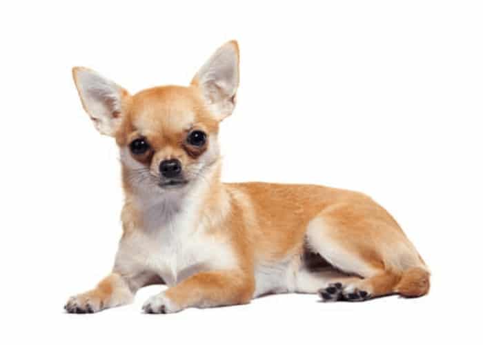 Chihuahua sitting on white background