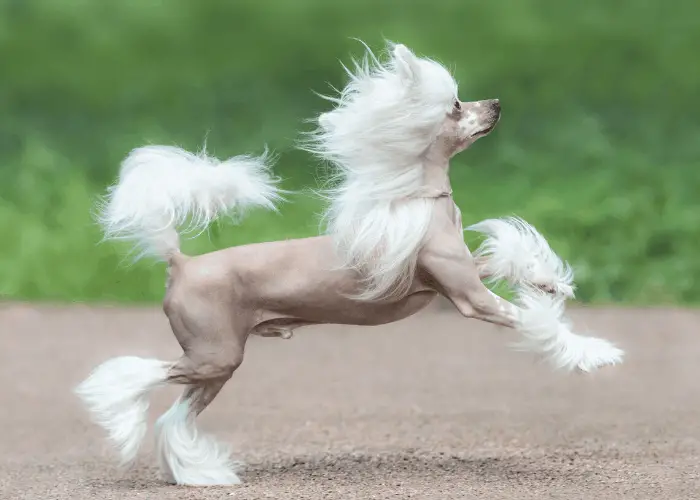 5 (Vintage) Mexican Dog Breeds: More Famous Than Tequila 9 Chinese Crested dog running on the sand